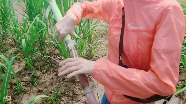 洪湖小肖的直播间 2020-08-21 14点场