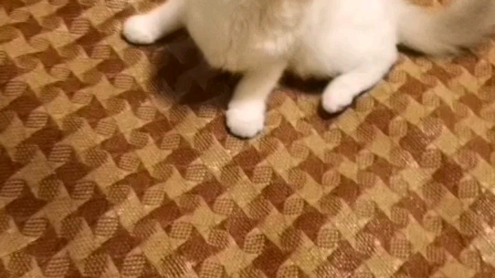 v猫黑发布了一个斗鱼视频2020-08-21