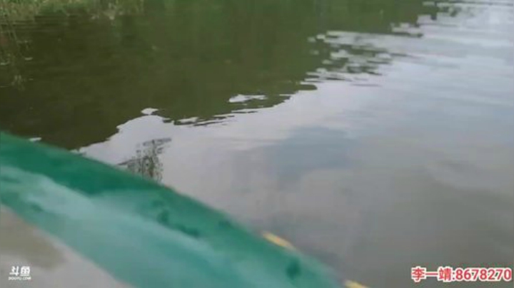 我在斗鱼看川味箩卜直播户外