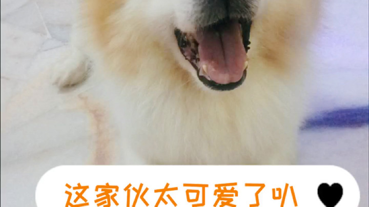 冻死小鱼还不想领便当发布了一个斗鱼视频2020-08-21