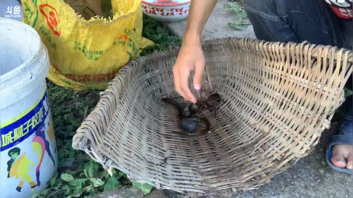 黄膳爆笼了我丢 2020-08-22 09点场