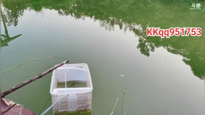 自家鱼塘钓鱼 468241 2020-08-29 17点场