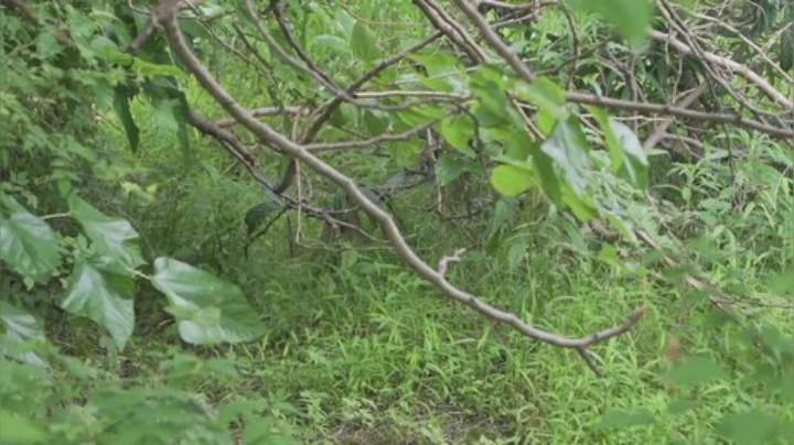 哆啦爱梦梦发布了一个斗鱼视频2020-08-30