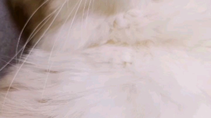 打卡打卡……#斗鱼# #新人到# #新人主播求关注# 小猫咪