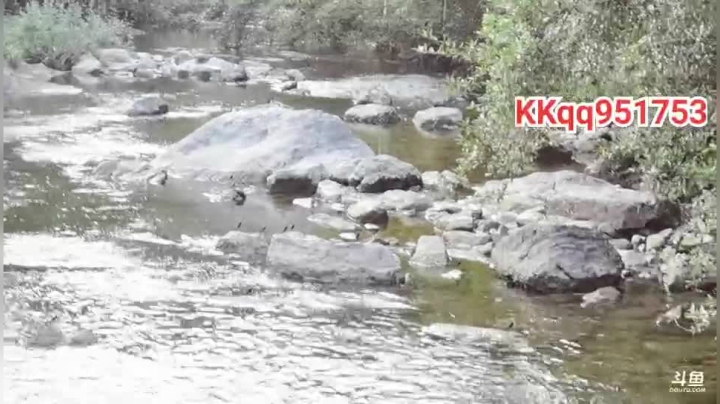 小河沟鳜鱼多多 2020-09-01 17点场