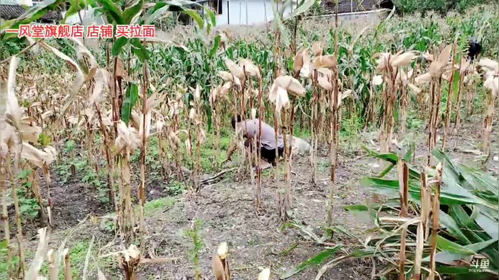结账日(≧ω≦)/ 2020-09-01 14点场