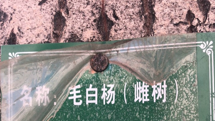 可算是回白金了