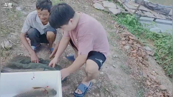 油炸草鱼鱼块 2020-09-02 17点场