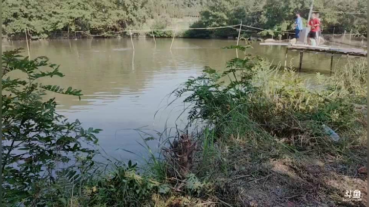 塘里面钓个200斤草鱼 2020-09-02 15点场