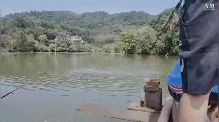 塘里面钓个200斤草鱼 2020-09-02 13点场