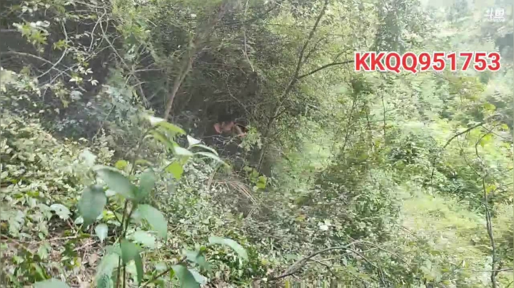 今天上山砍柴 2020-09-04 13点场