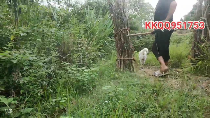 今天上山砍柴 2020-09-04 15点场