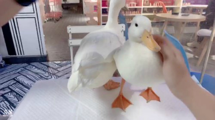 【主机其他游戏】甜心战士的精彩时刻 20200910 16点场