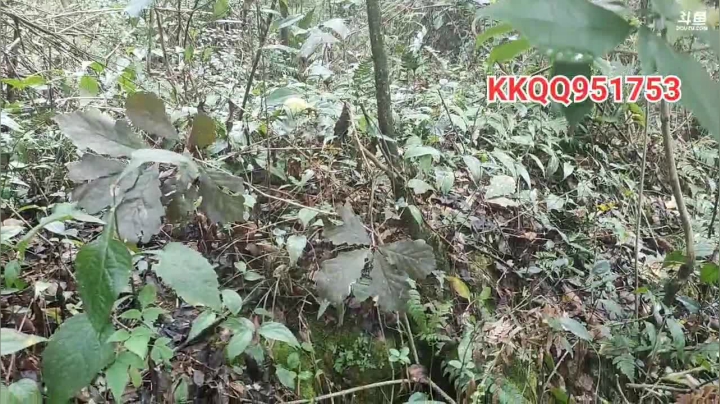 上山找苁菌 2020-09-11 10点场