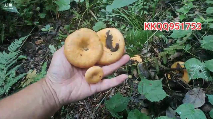 上山找苁菌 2020-09-11 09点场