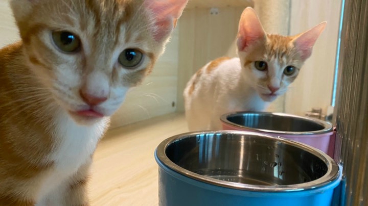 猫狗大联盟SH