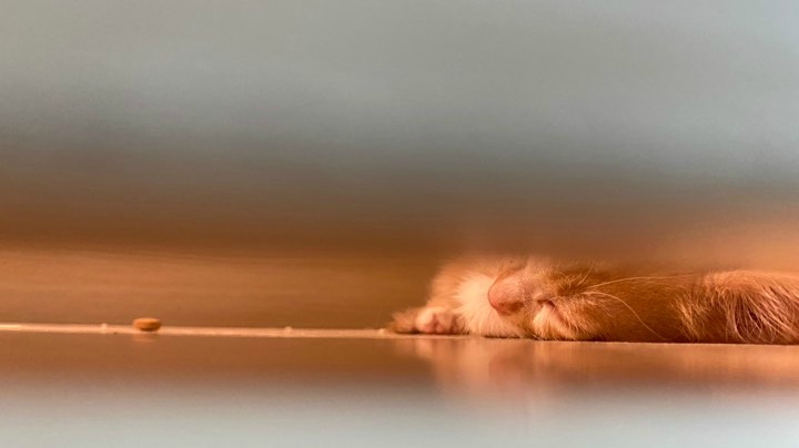 上海猫狗大联盟