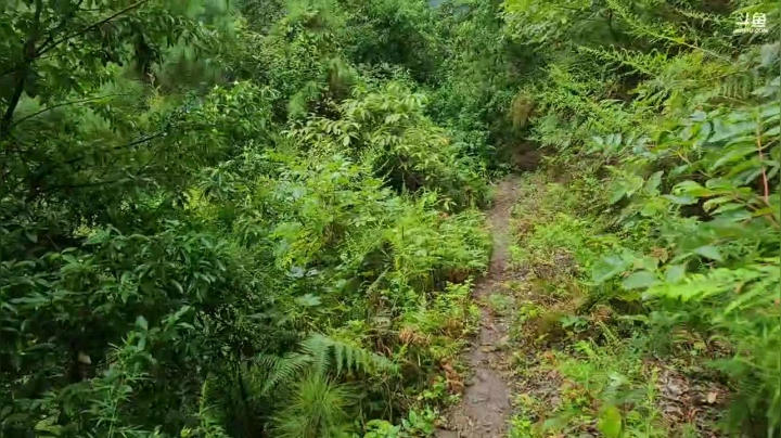 [纪实直播]云南第12天，寻找水源中 2020-09-18 12点场