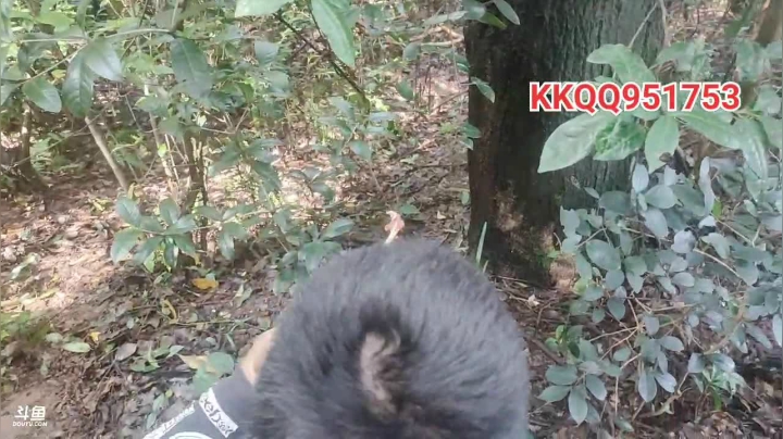 天气好寻找土峰 2020-09-18 10点场