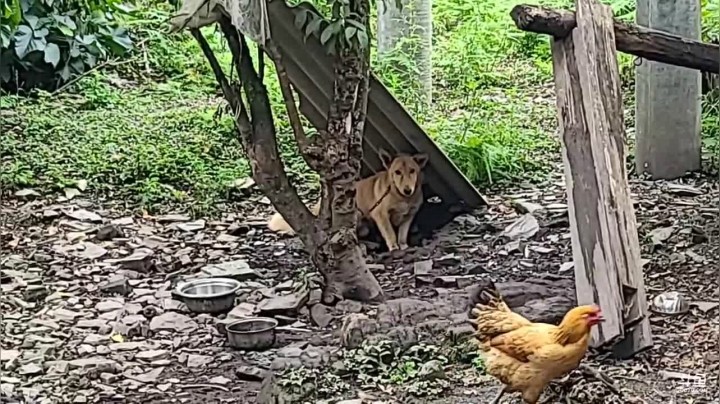 【纪实直播】云南怒江丙中洛行第14天 2020-09-20 17点场