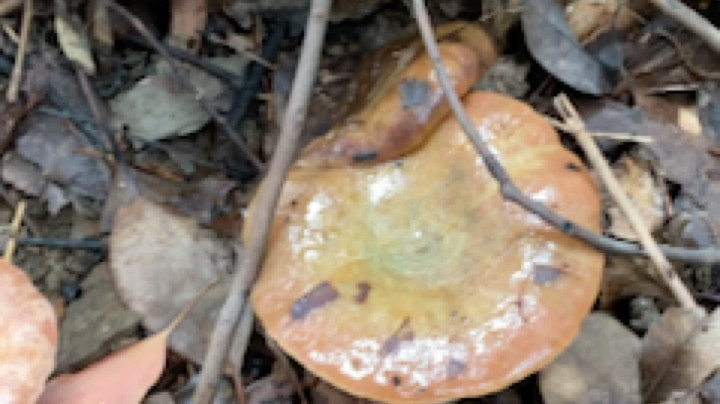 魅力生活i发布了一个斗鱼视频2020-09-20