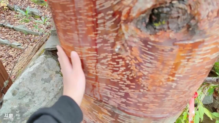 变形计_人间值得川西行 2020-09-22 11点场