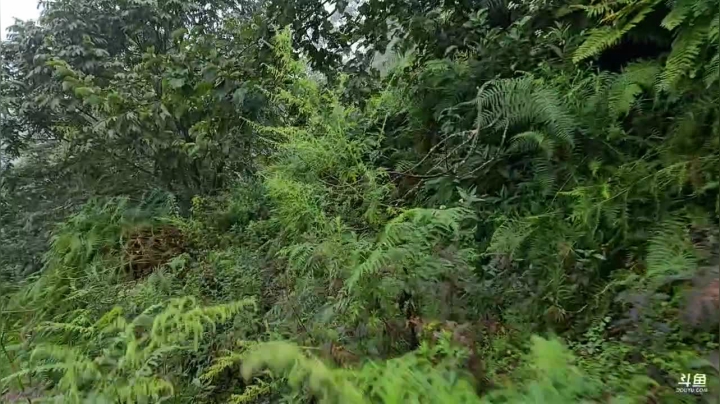 《纪实直播》云南边境行18天丙中洛 2020-09-22 17点场