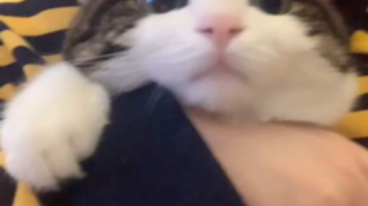 猫：哎妈耶 当时我害怕极了！