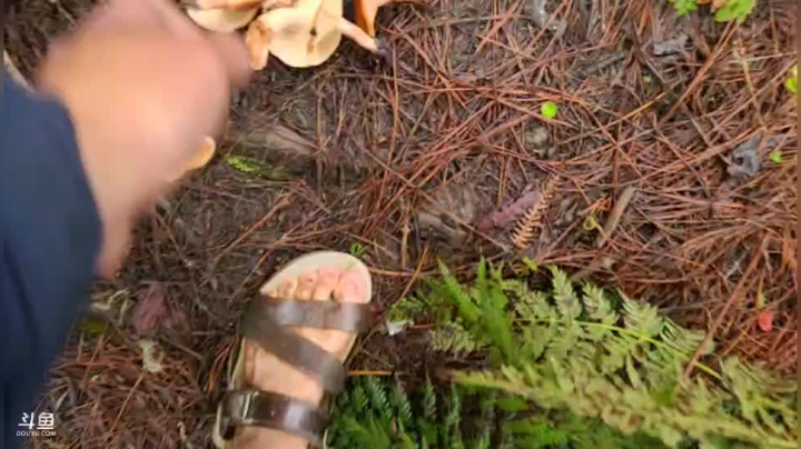 《纪实直播》云南边境行21天采野生菌 2020-09-25 14点场
