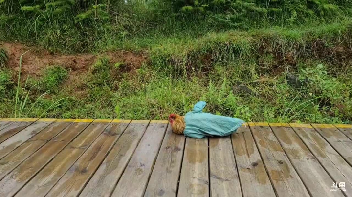 《纪实直播》云南边境行20天怒江鲁泡村 2020-09-25 09点场