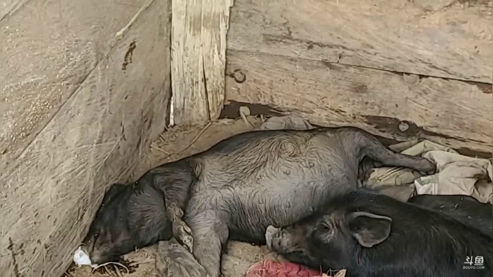 《纪实直播》云南边境行23天 2020-09-26 12点场