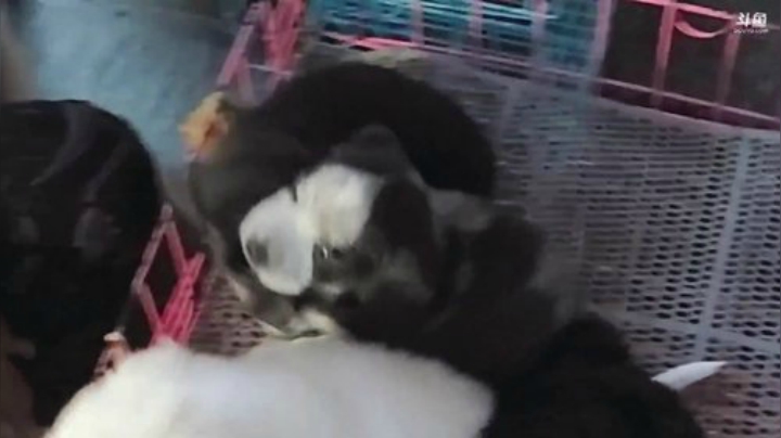 我在斗鱼看国民大舅哥直播户外