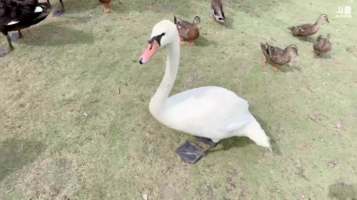 去动物园玩。 2020-09-28 12点场