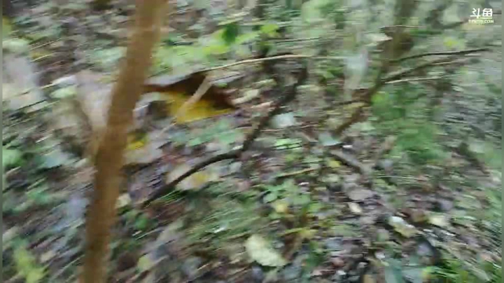 听说苁菌很多？ 2020-09-28 10点场