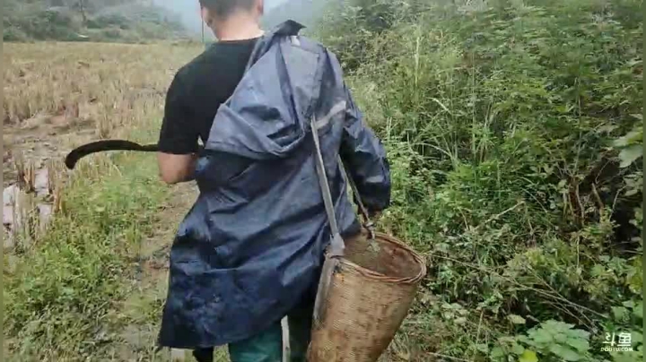 听说苁菌很多？ 2020-09-28 13点场