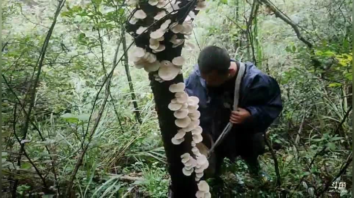 听说苁菌很多？ 2020-09-28 12点场