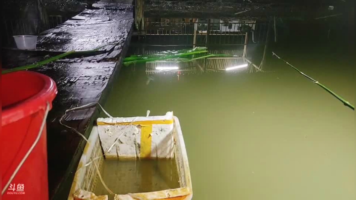 不上一条草鱼不下播。 2020-09-29 22点场