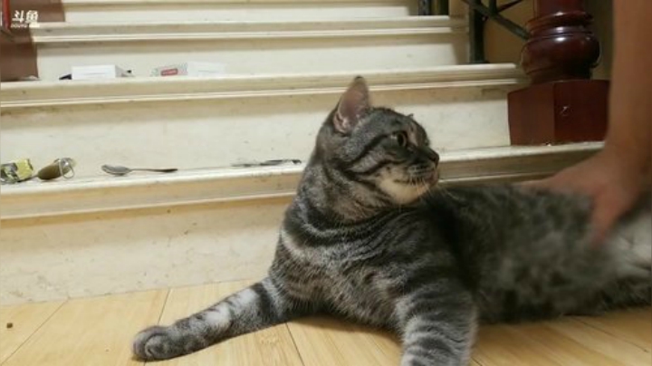 我在斗鱼看猫粮战士直播户外