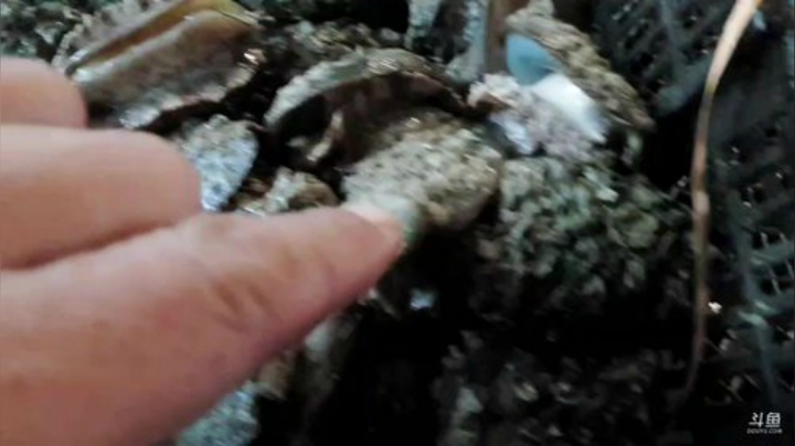 【美食】威海高哥587997的精彩时刻 20201004 15点场