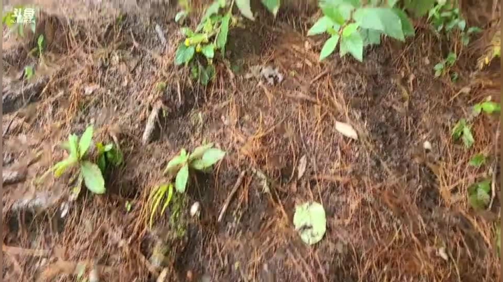 《纪实直播》云南边境怒江33
天 2020-10-06 11点场