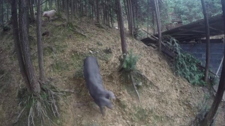 【美食】YESHI小哥的精彩时刻 20201014 08点场