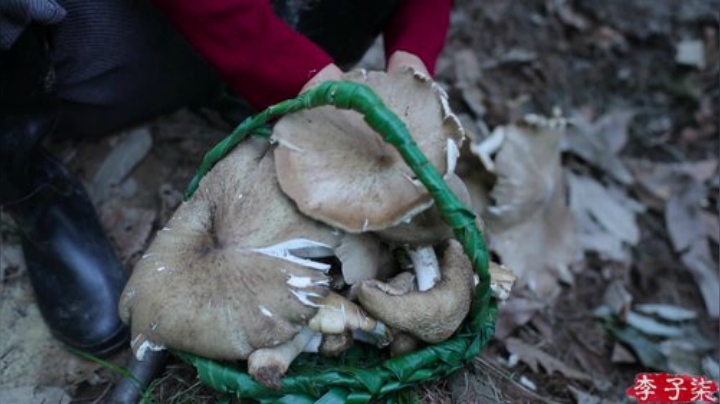 【美食】李子柒liziqi的精彩时刻 20201016 10点场