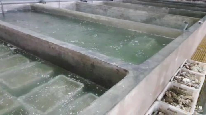 【美食】威海高哥587997的精彩时刻 20201016 15点场