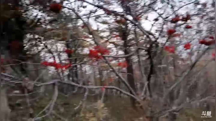 姑姑:云旅游爬泰山五点看日落 2020-10-18 17点场