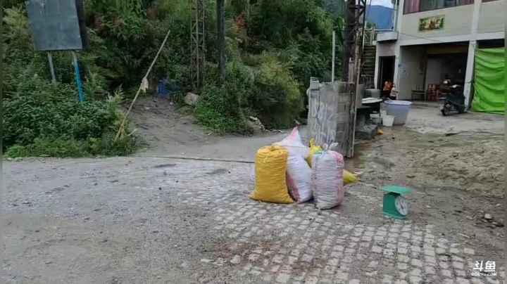 《纪实直播》云南边境怒江43天,收核桃 2020-10-18 16点场