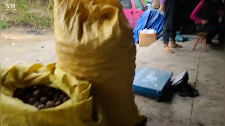 《纪实直播》云南边境怒江44天,收核桃 2020-10-19 14点场