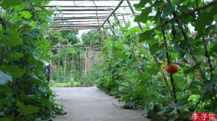 我在斗鱼看李子柒liziqi直播美食