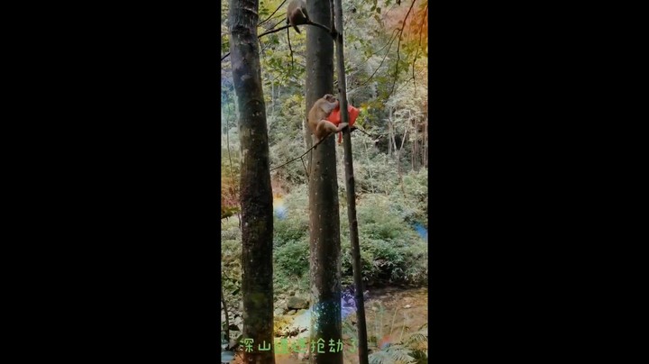 深山遇“抢劫”不要慌