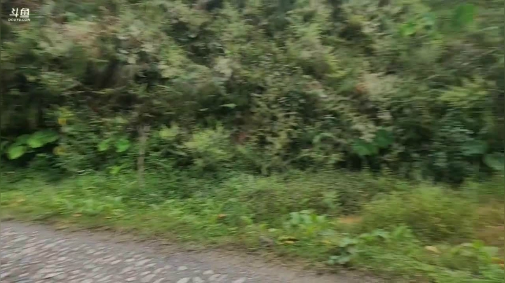 《纪实直播》云南边境怒江46天,片马镇 2020-10-21 14点场