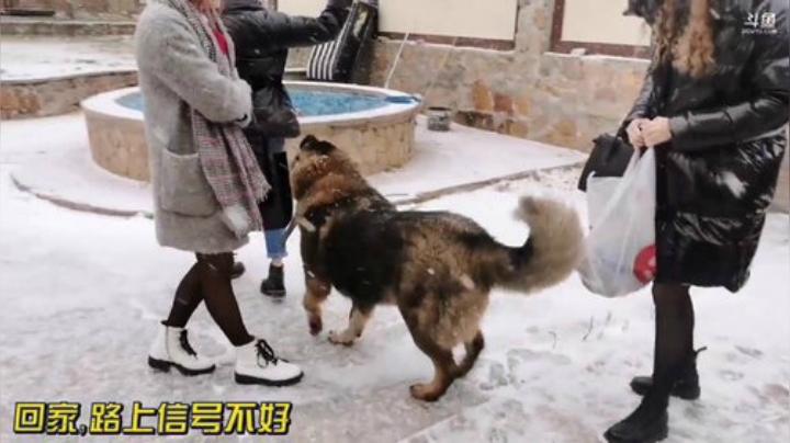我在斗鱼看俄罗斯教父直播户外